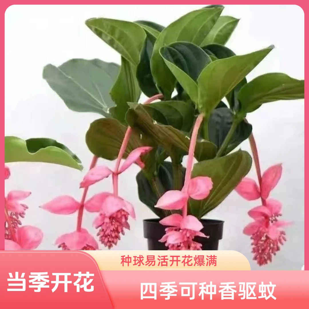 k宝莲灯种球四季可种易活花卉四季开花盆栽浓香驱蚊虫室内外绿植