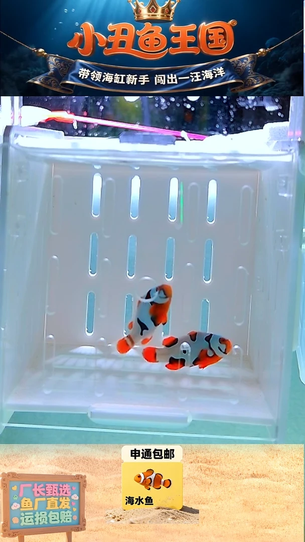 海水鱼一对毕加索