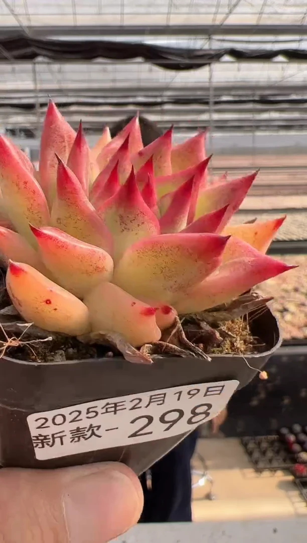 【闪购商品】新款多肉-298