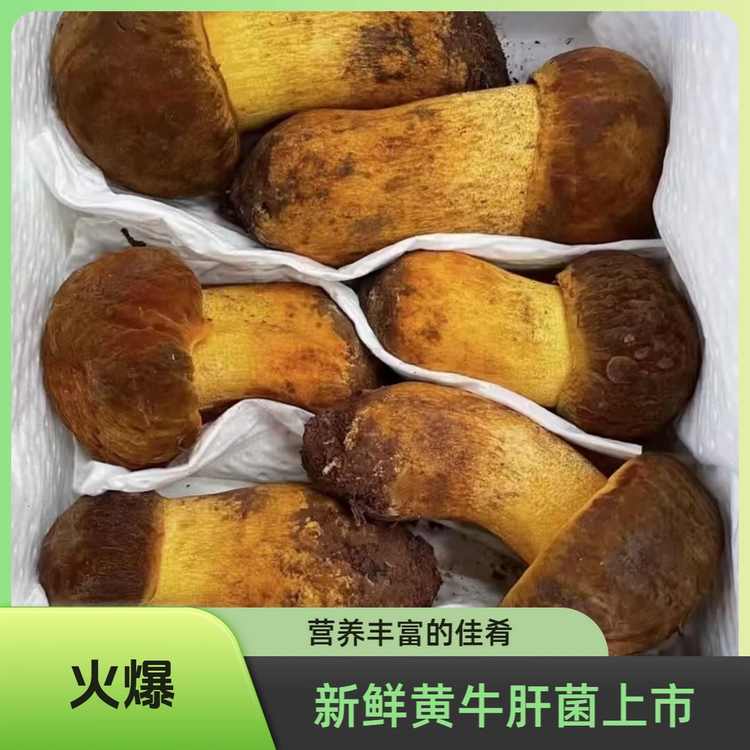 【黄牛肝】云南新鲜黄牛肝菌顺丰发货黄赖头鲜菌菇当日现采现发