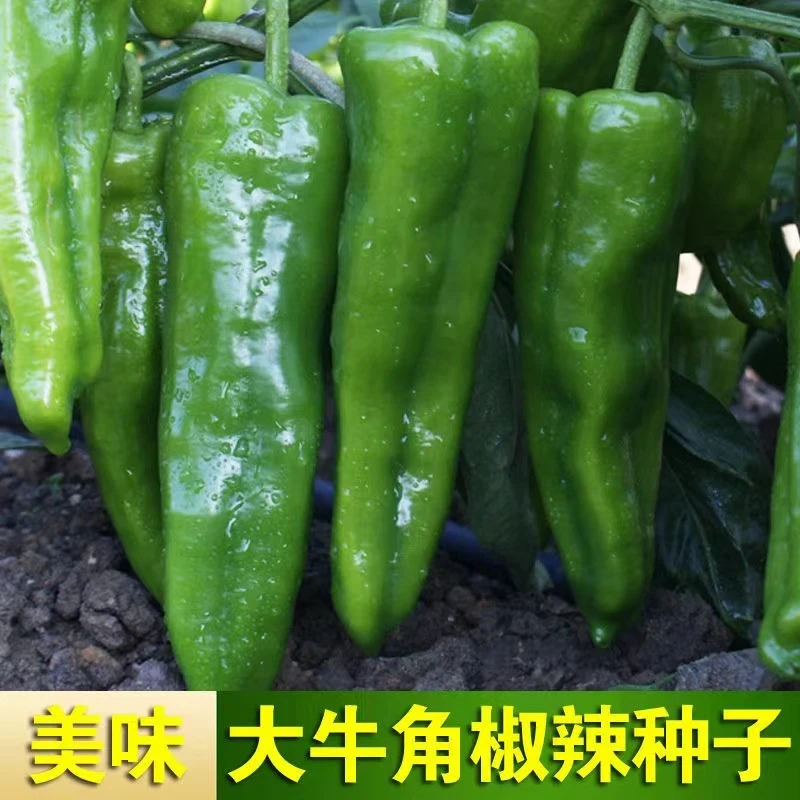 【全店满8包包邮】牛角椒种子