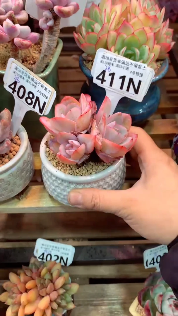 411N  (一物一拍实付满28发货，默认不带盆土）