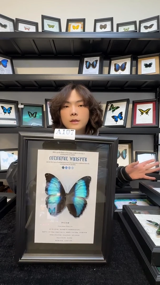 玻璃真实蝴蝶标本