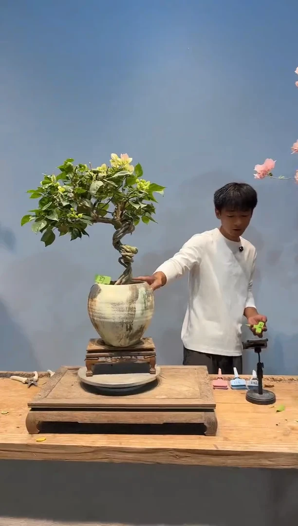 全部花朵跳***跳三角梅27