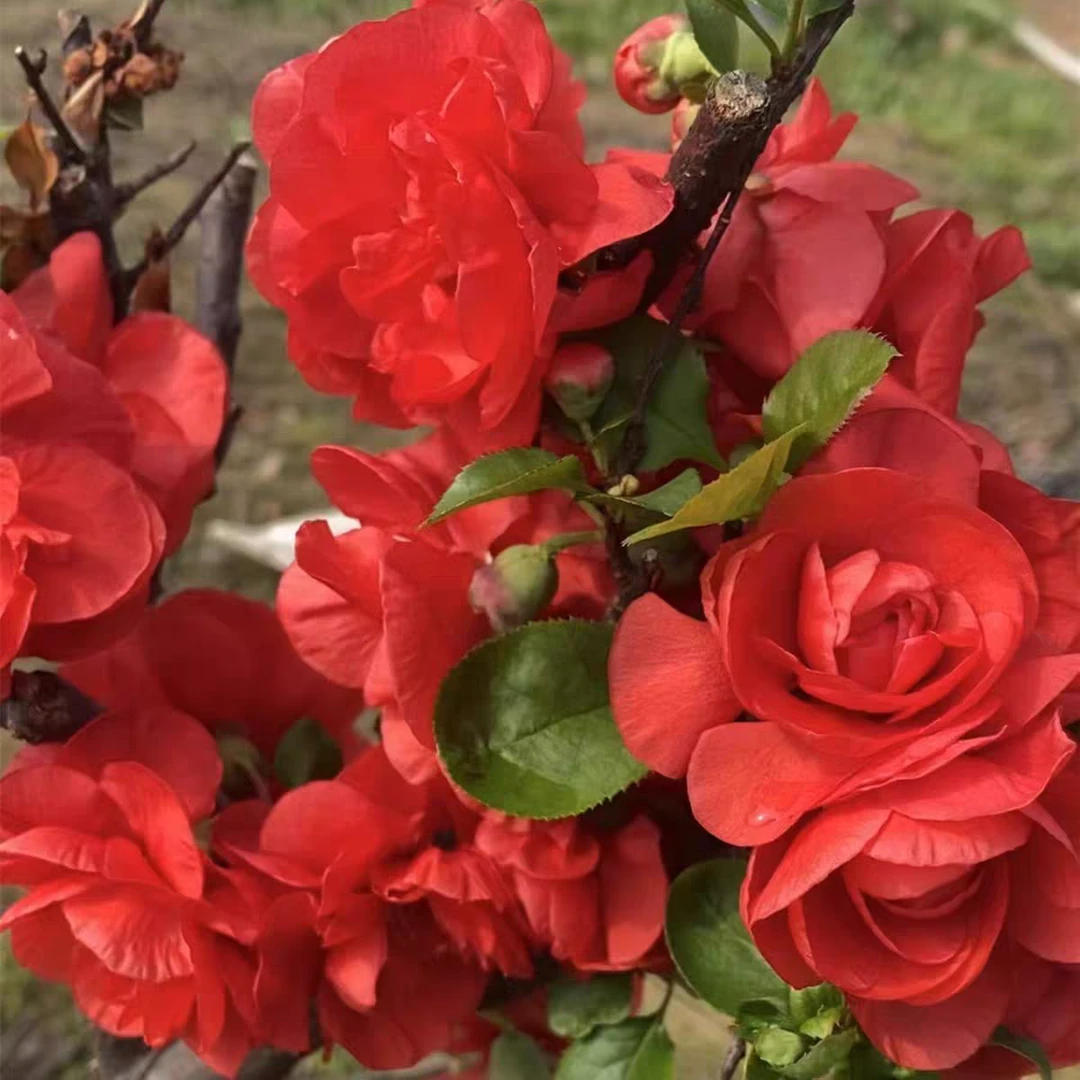 【爆花机器】6年老桩梦绘卷海棠南北方种植耐寒耐热好养活带花芽