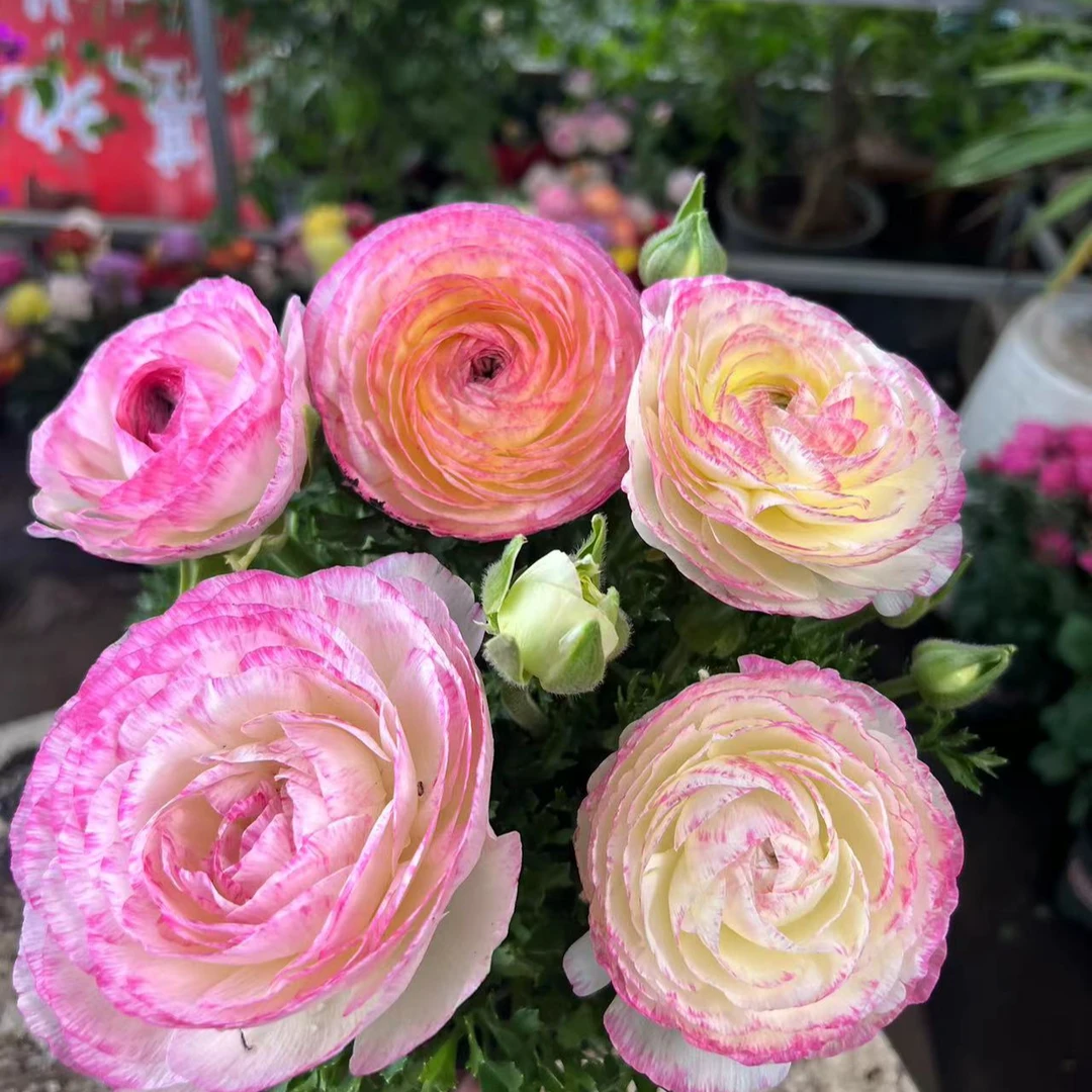 晶彩【洋牡丹】耐热耐寒开花分支植株庭院阳台种植发货