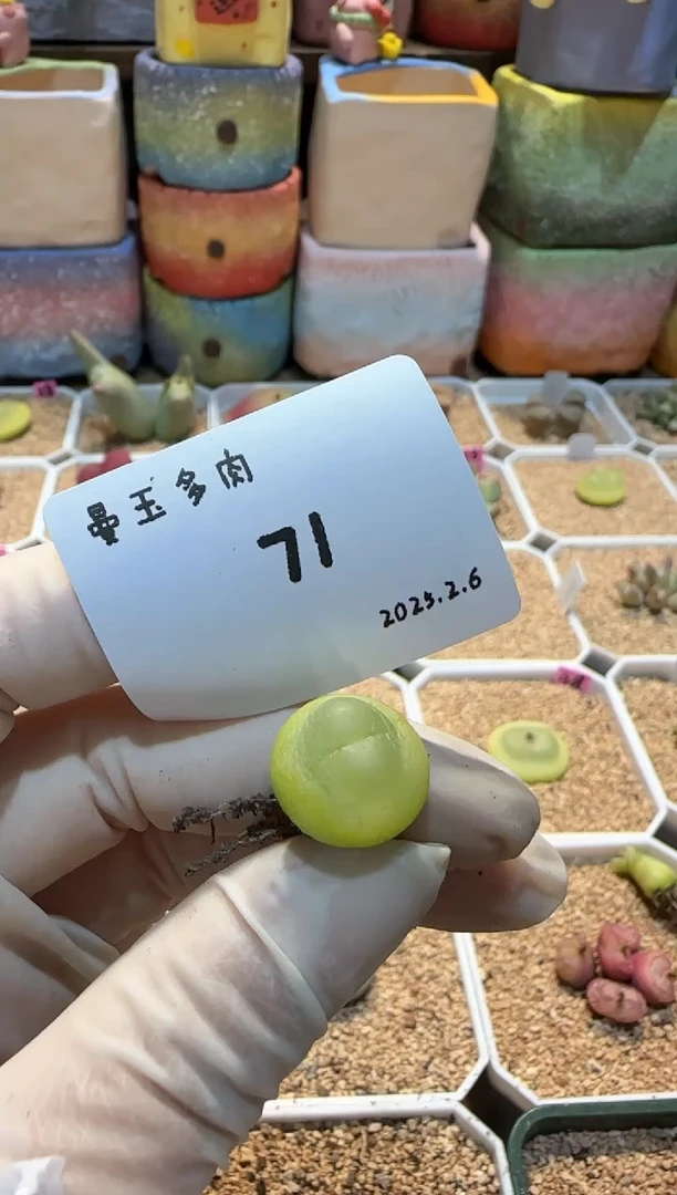 【闪购商品】25.2.6-71小翻翻