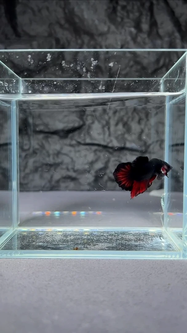 斗鱼竞拍链接A120