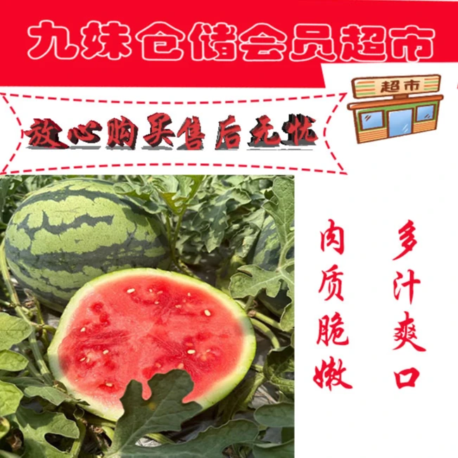 【漯河同城小时达】纯甜酥脆麒麟瓜 2颗（每颗6斤以上）