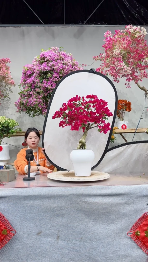 【闪购商品】盆景枣红蓝月亮
