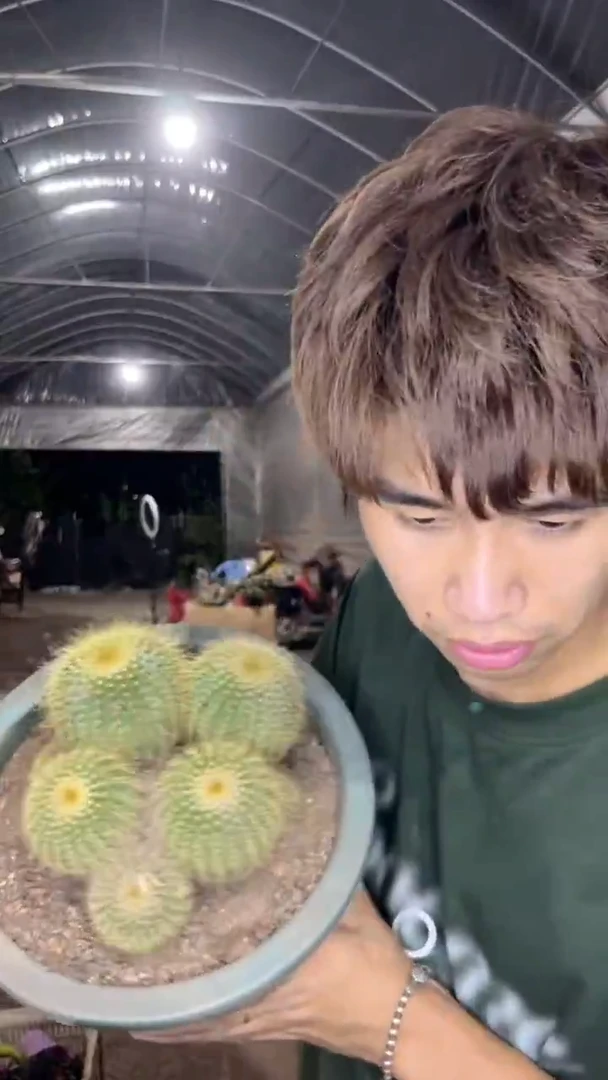 大号 金冠群生【带根】