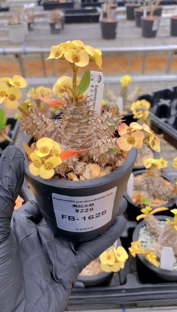 【闪购商品】美花大戟FB-1628