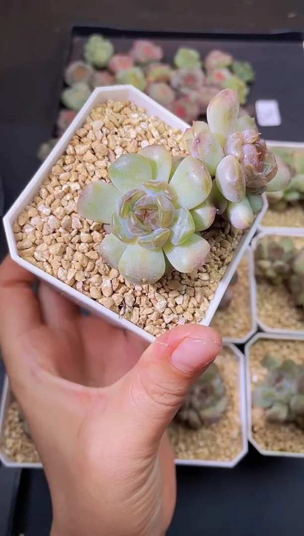 8415红恋双头起发随机发一颗量拍