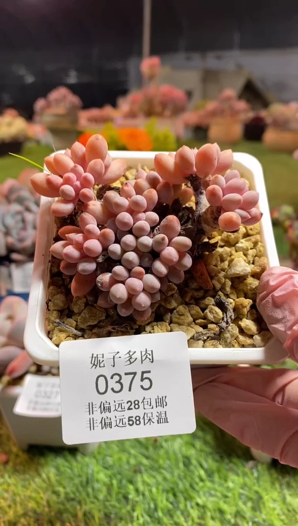 【闪购商品】0375a