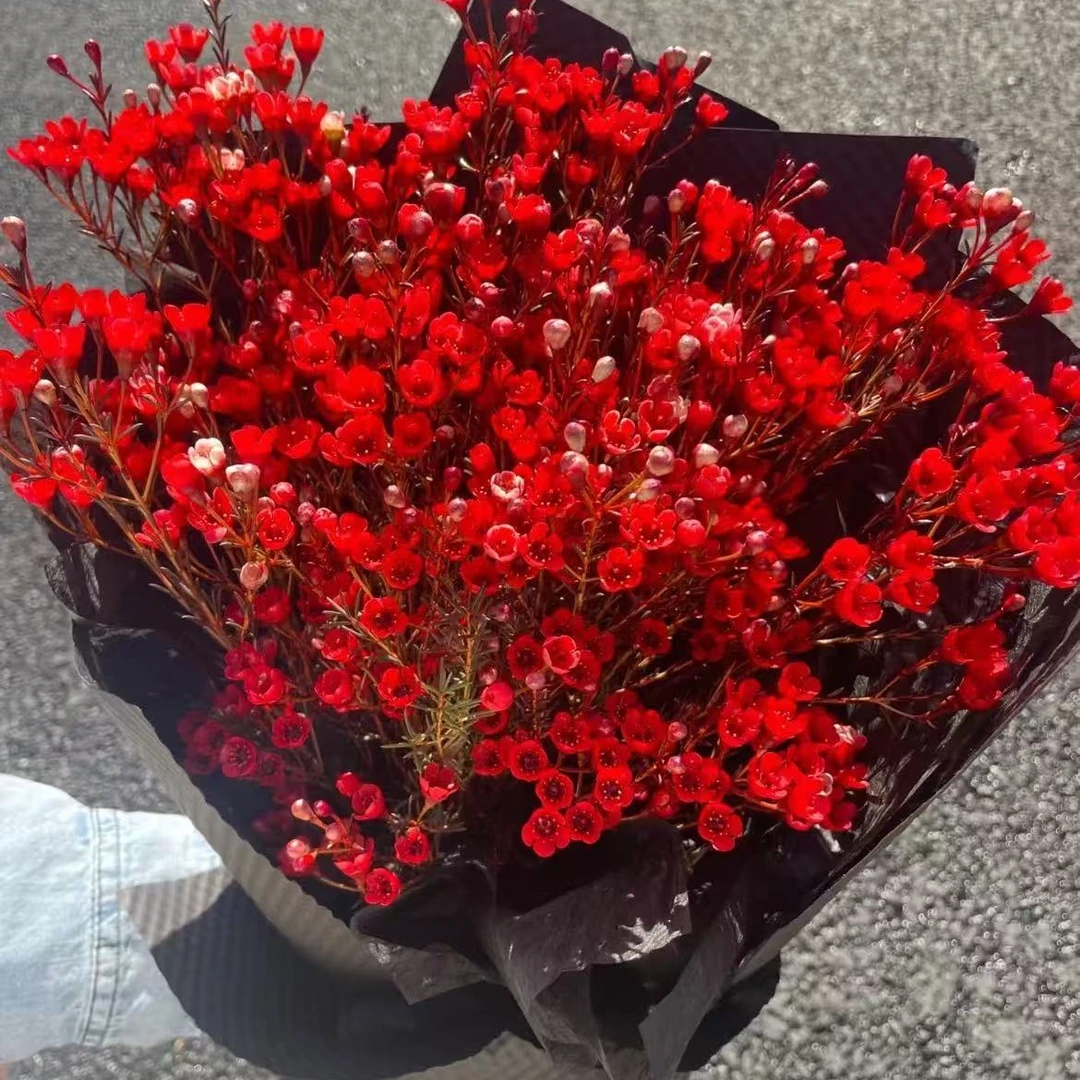 澳洲腊梅鲜花  年宵花  随机花色   单把单色