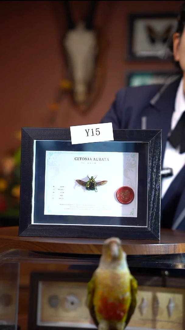 Y15  金花金龟  已展翅