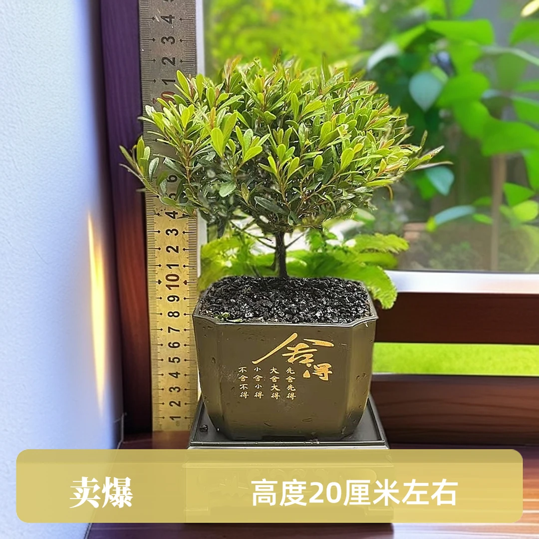 【直播专享】小叶赤楠棒棒糖造型微景观四季好养桌面盆景绿植盆栽