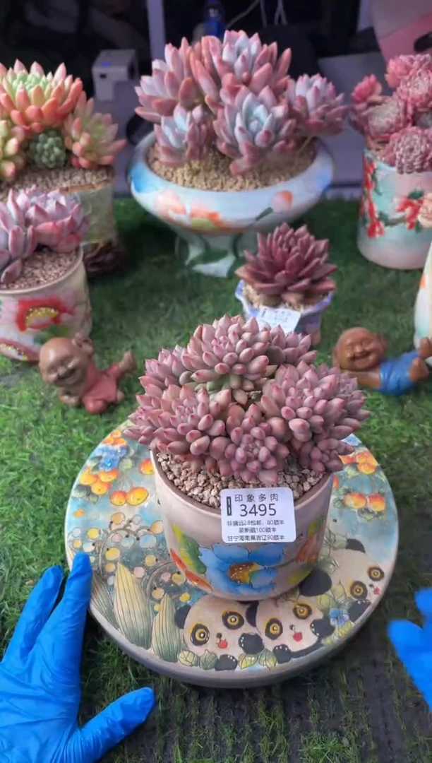 昆明印象多肉3495