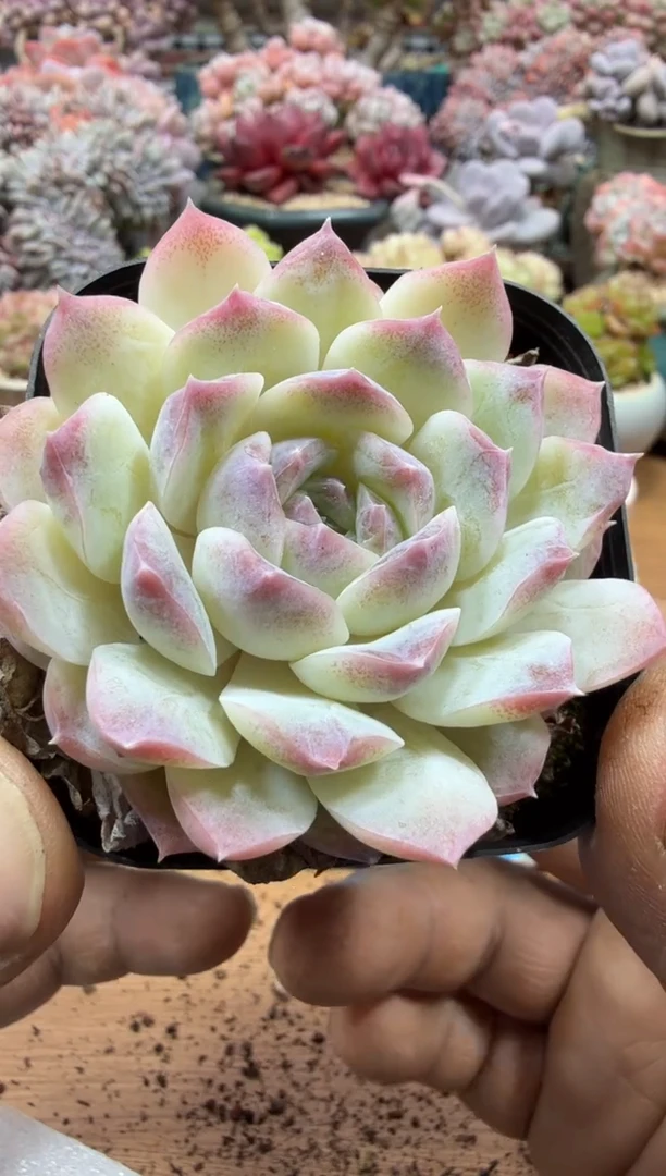 东云多肉园二店-277