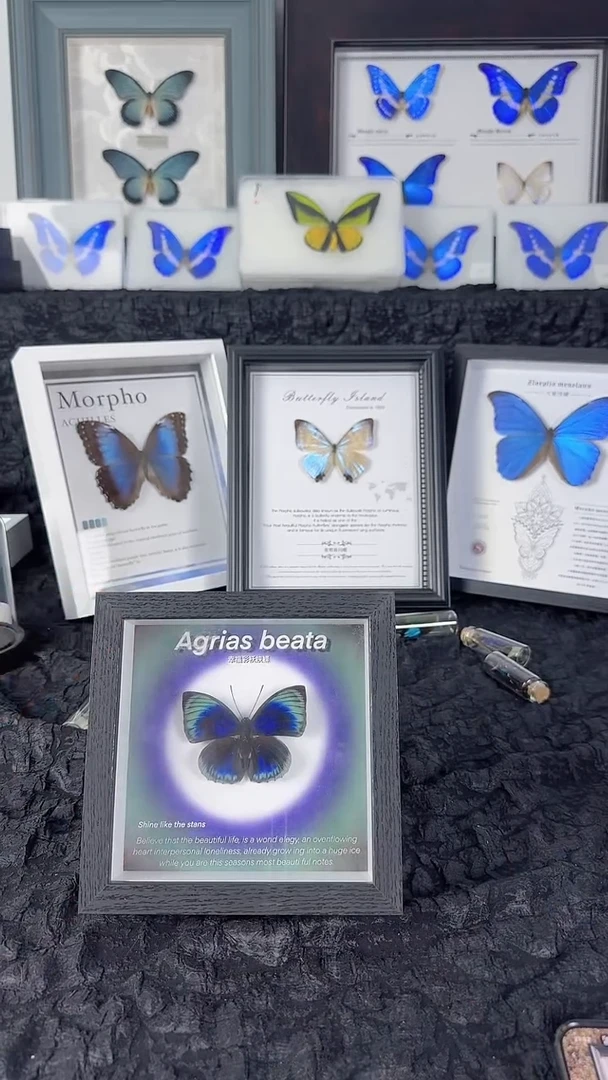 天然蝴蝶标本收藏