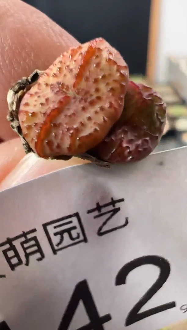 一物一拍          142