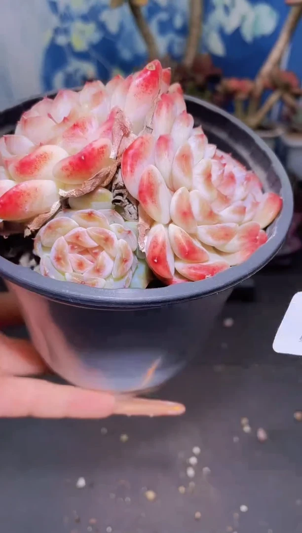 【闪购商品】930白兔群生