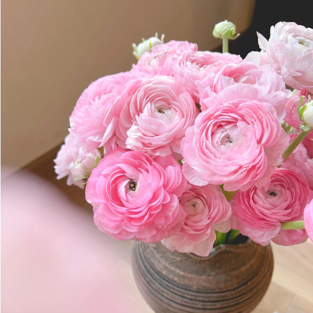 【 一小时到家・洋牡丹 一扎（ 颜色 在订单备注，不发混色）】自带珠光仙气飘飘   鲜花小时达同城配送  冬日推荐