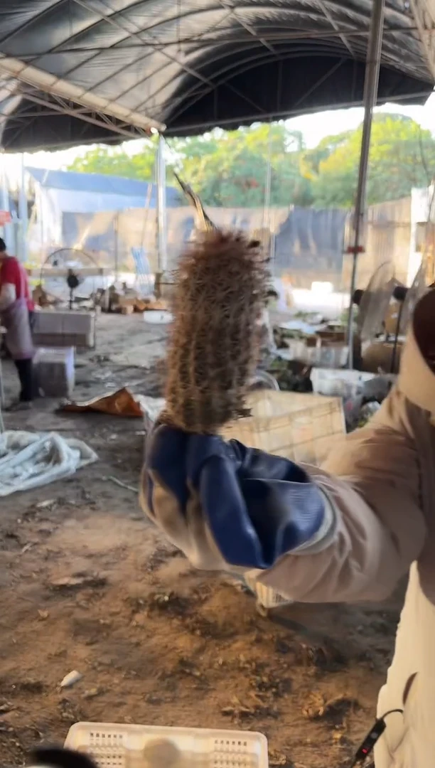 御旗虾 7-9cm 19.99