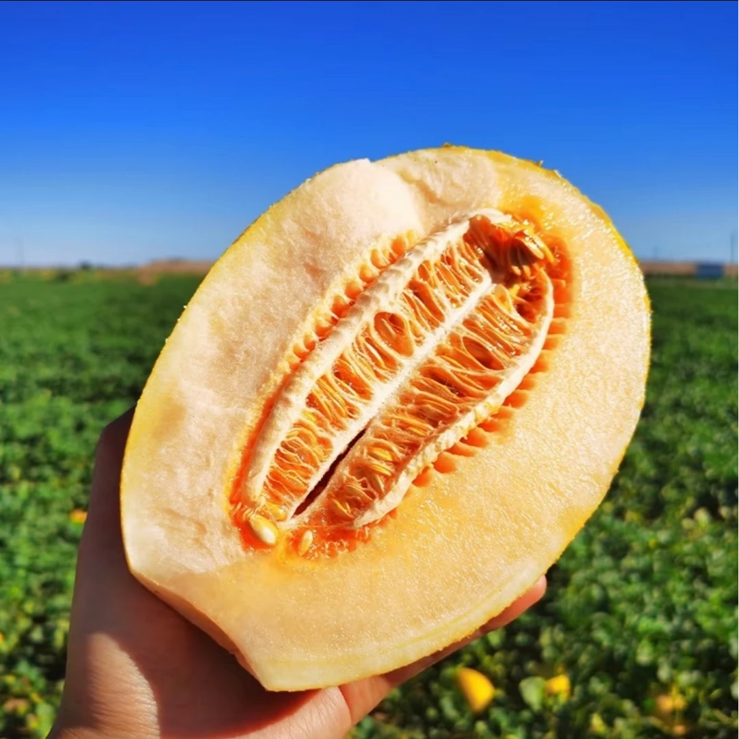 【凑单福利】黄金蜜瓜3.4-4斤/个