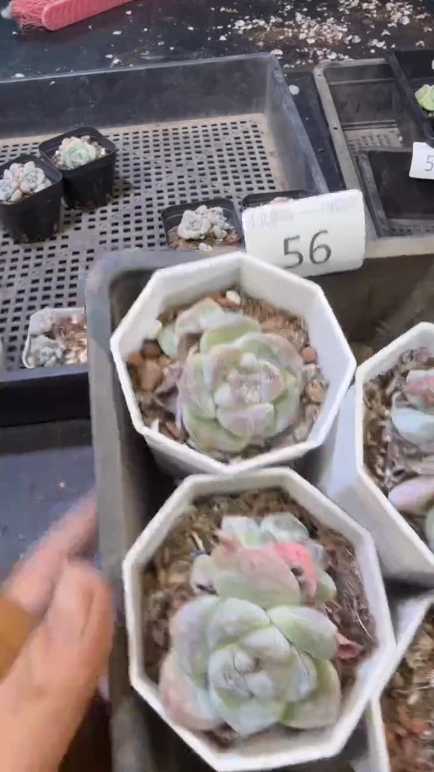 56号到手1框-江北一物一拍