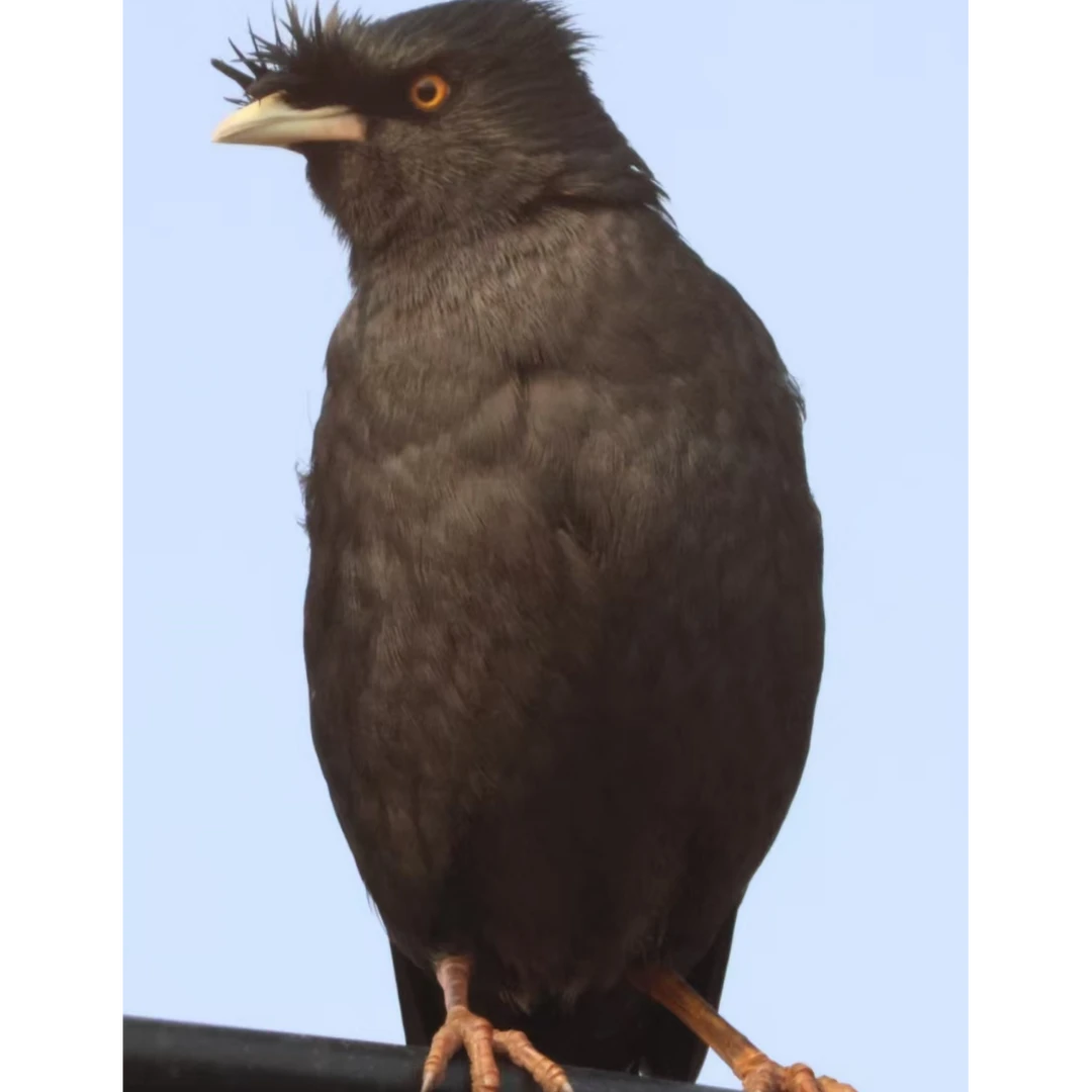 活体黑巴(会吃转喉)（购买前请阅读购买须知）