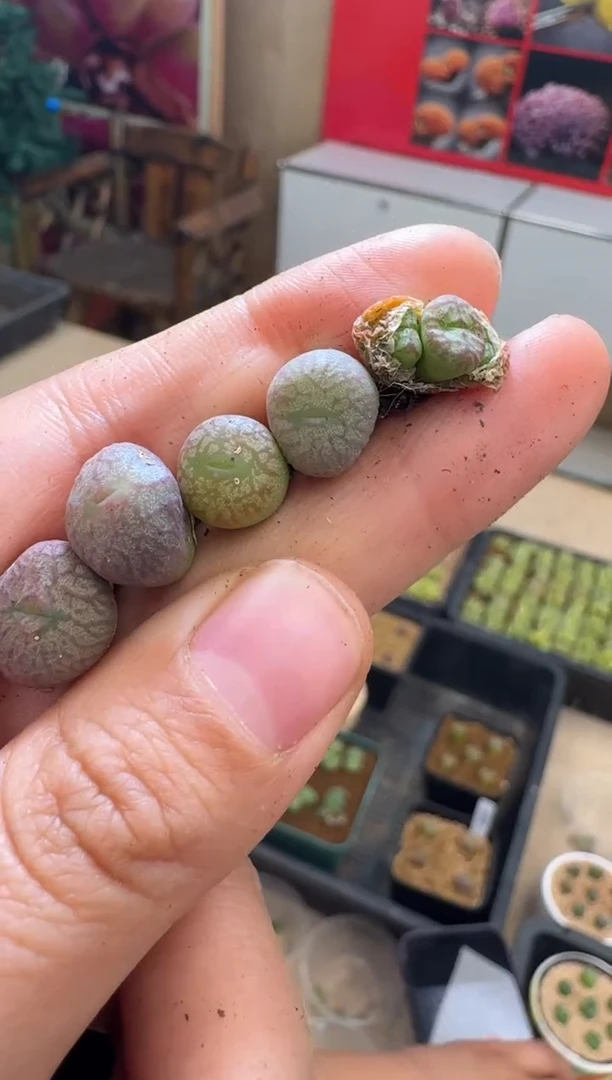 【闪购商品】30-16一颗