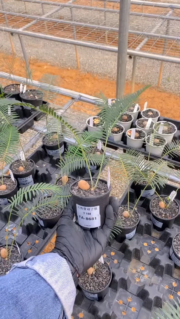 【闪购商品】王鱼骨双子铁FA-8681