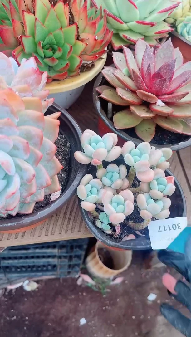 30117多肉植物一物一拍