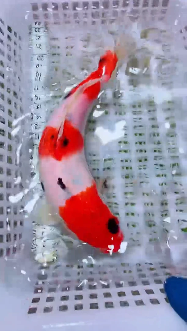 锦鲤血统锦鲤全场包邮64