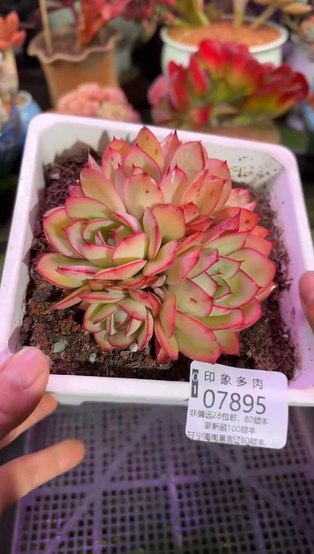 【闪购商品】07895