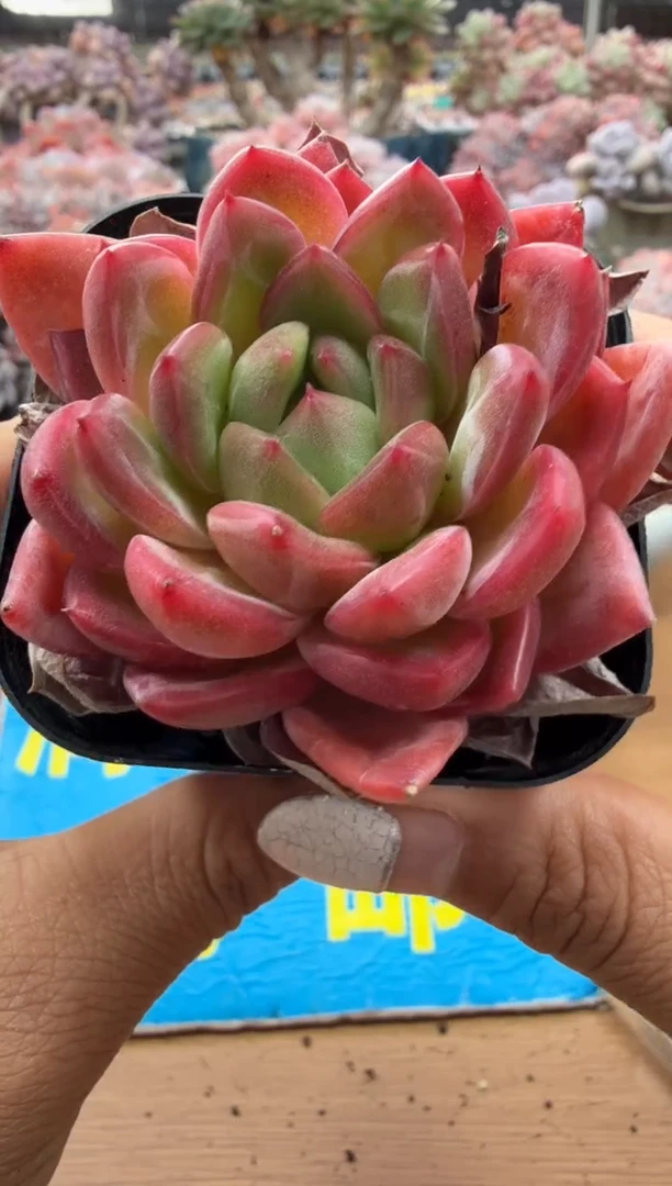 东云多肉园二店-56