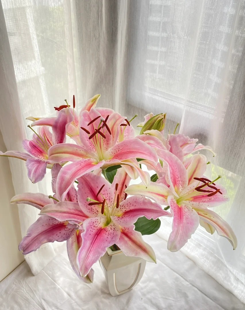 【罗蒂百合】粉色经典大花香水百合 全场任意两单鲜花包邮（坤）