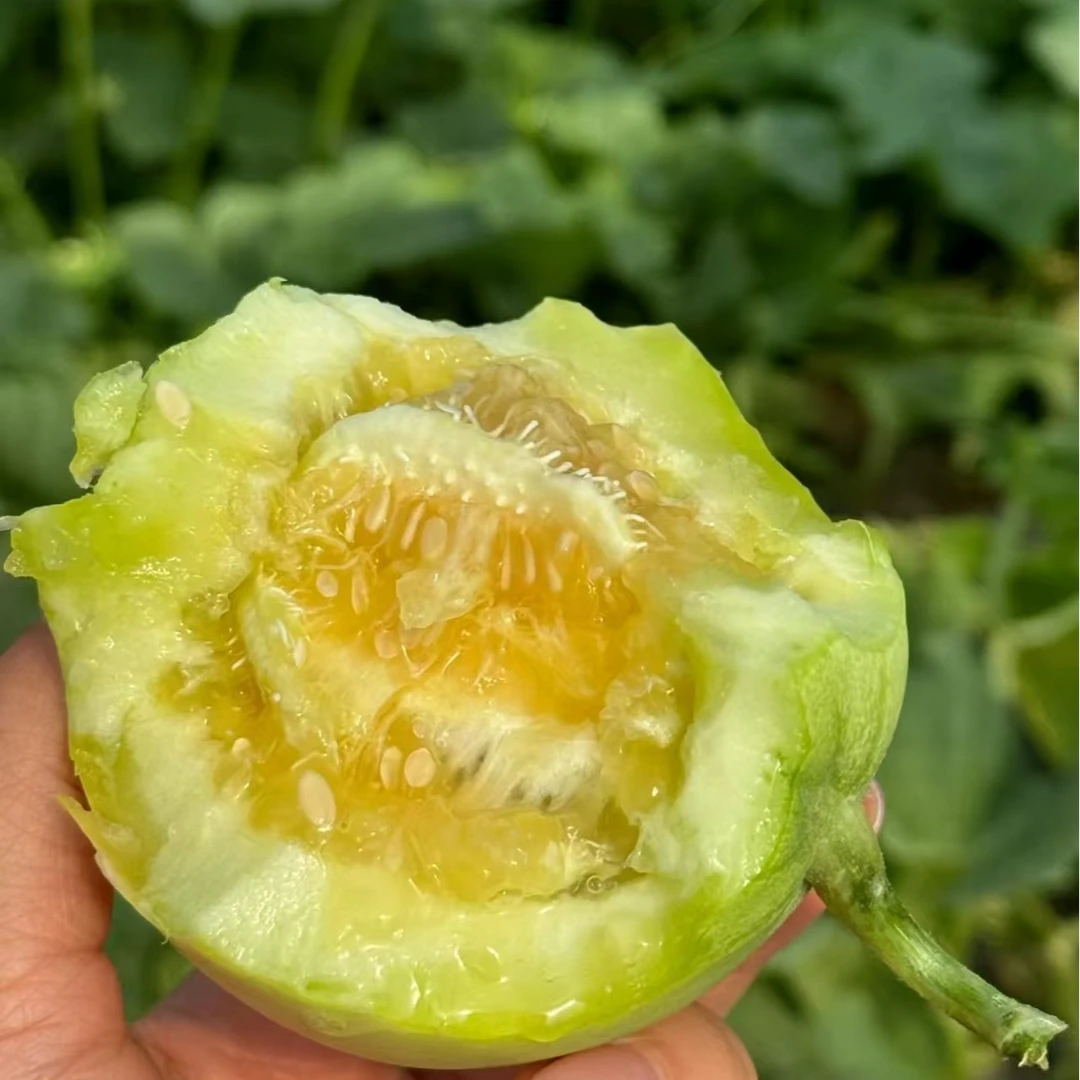 果切马连庄甜瓜1斤