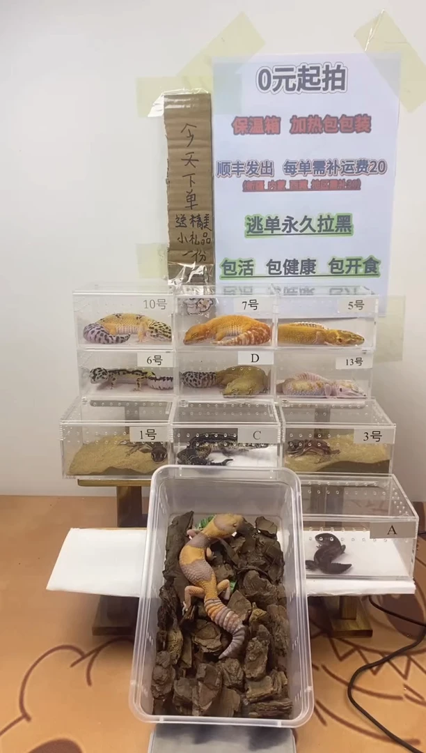 豹纹守宫豹纹守宫幼苗亚成体成体肥尾