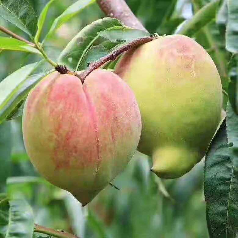 农家正宗鹰嘴桃 清甜脆口 果香浓郁