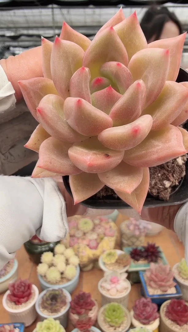 东云多肉园新款-295