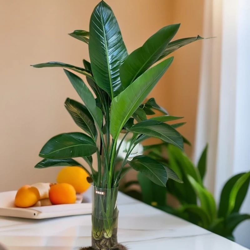 大型绿植天堂鸟四颗苗-90公分米室内盆栽客厅大懒人植物送肥料