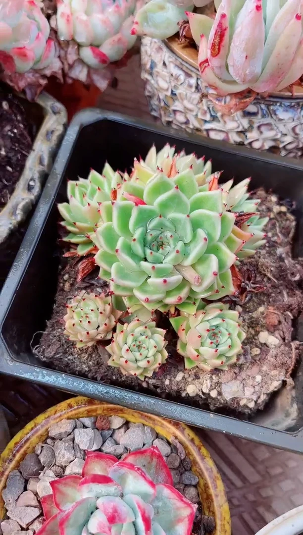 19172多肉植物一物一拍