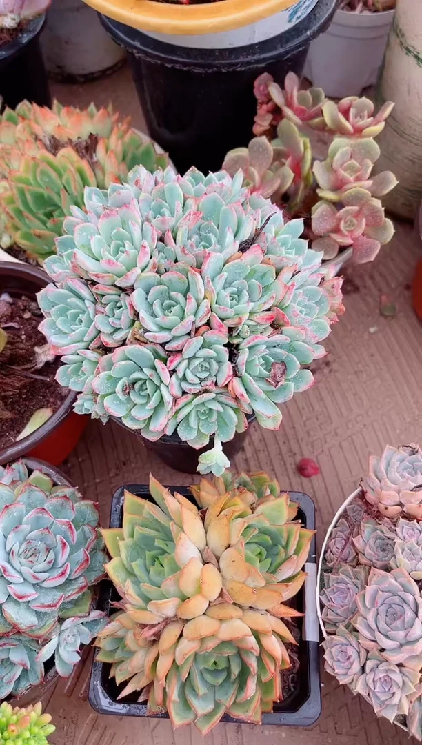 路***挽多肉植物一物一拍15111