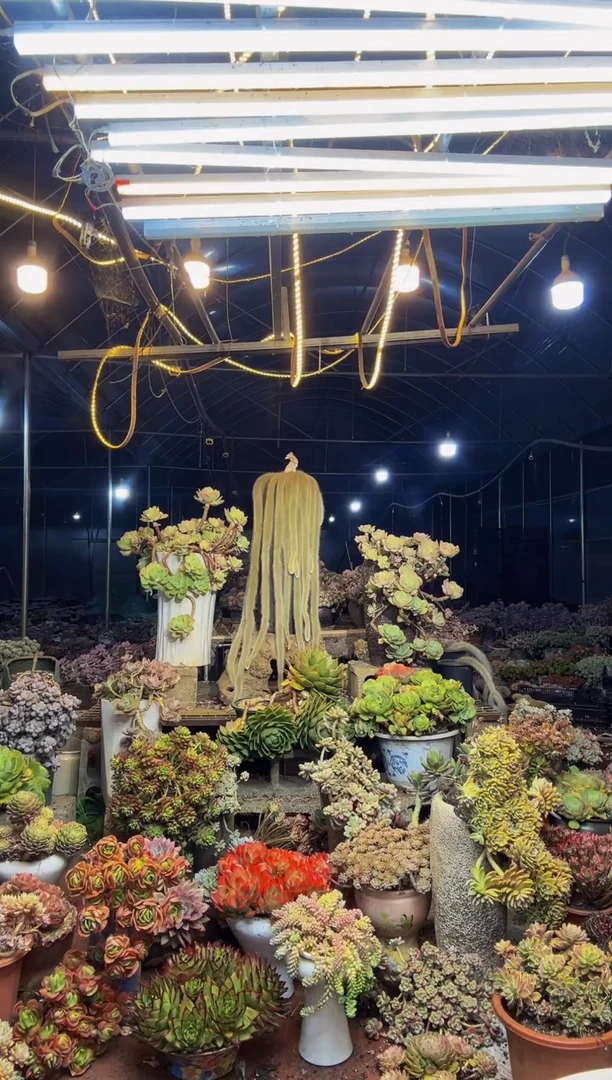 【闪购商品】13号一物一拍默认微瑕不售后