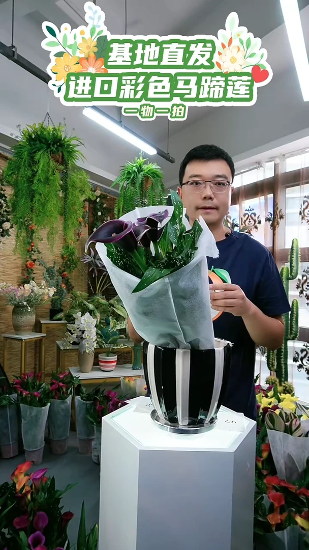 大量花朵（建议范围：8朵-15朵 或40%以上）54号迪拜之夜一物一拍