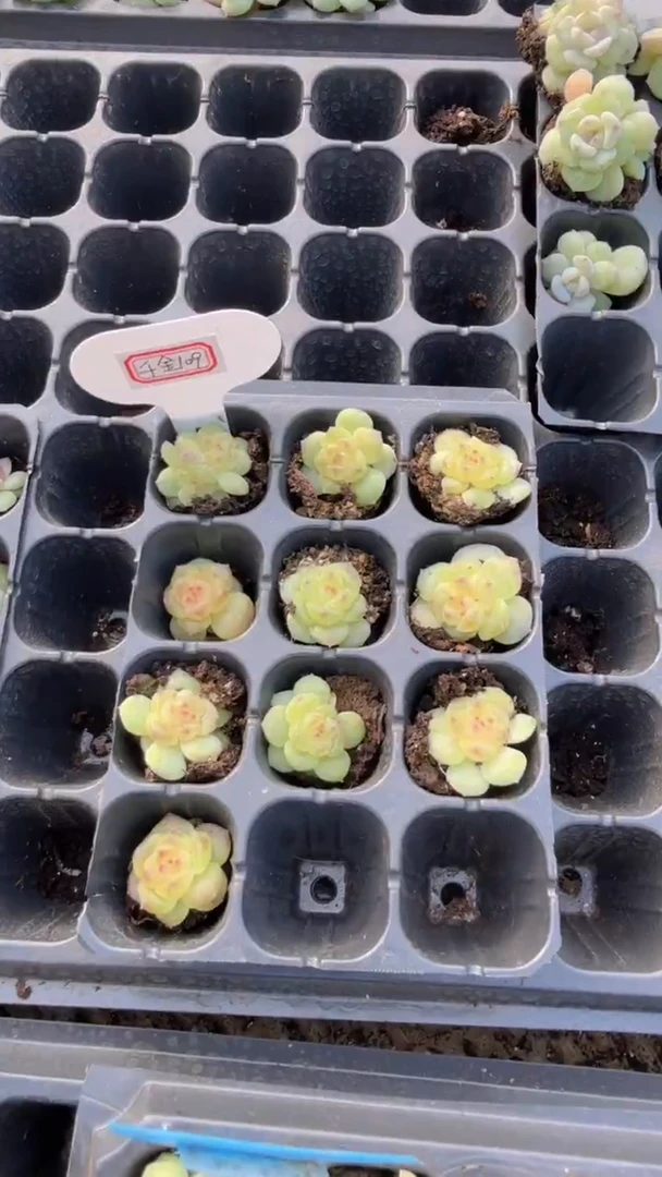 千金109 量拍混发 满9.9包邮