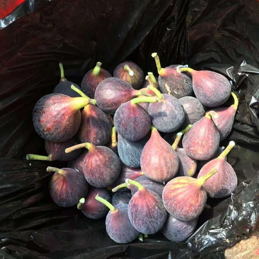 青紫无花果地栽盆栽