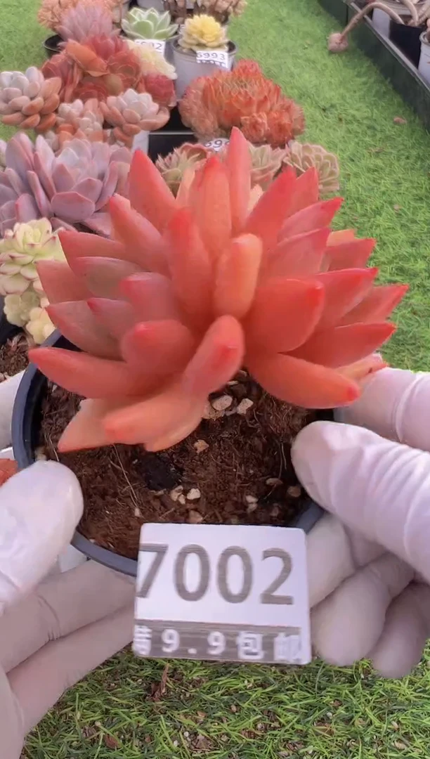 【闪购商品】信福多肉一物一拍